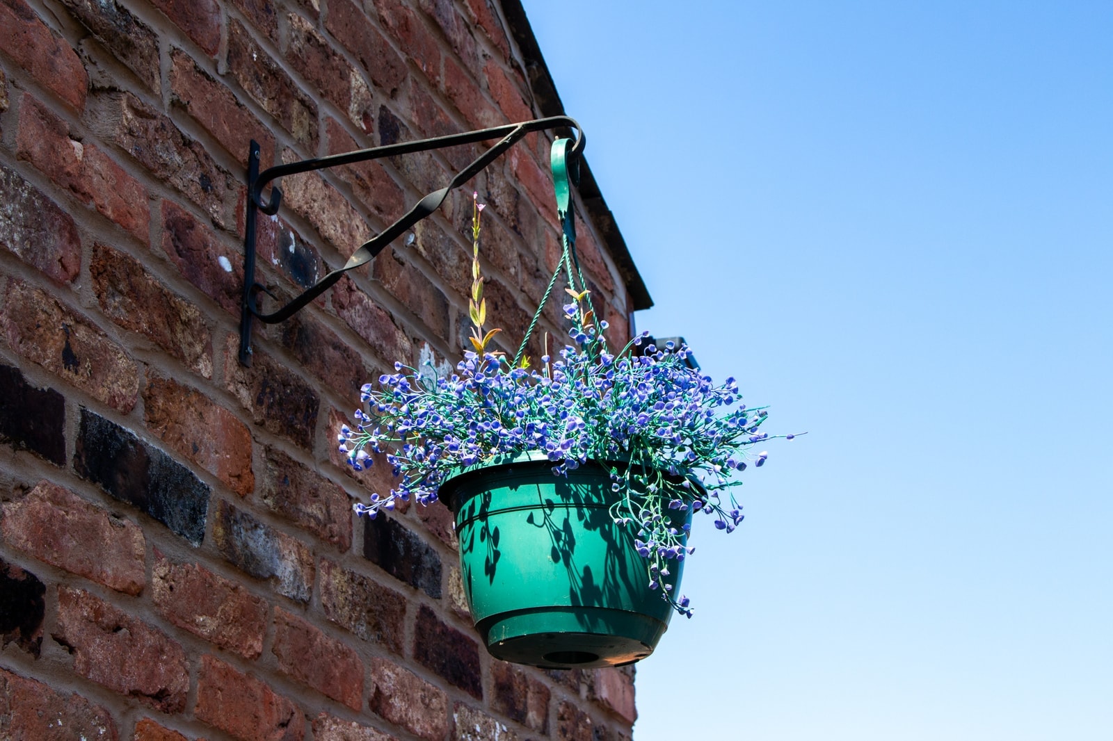A hanging basket of blue lobelia against the old brickwork under a clear sky